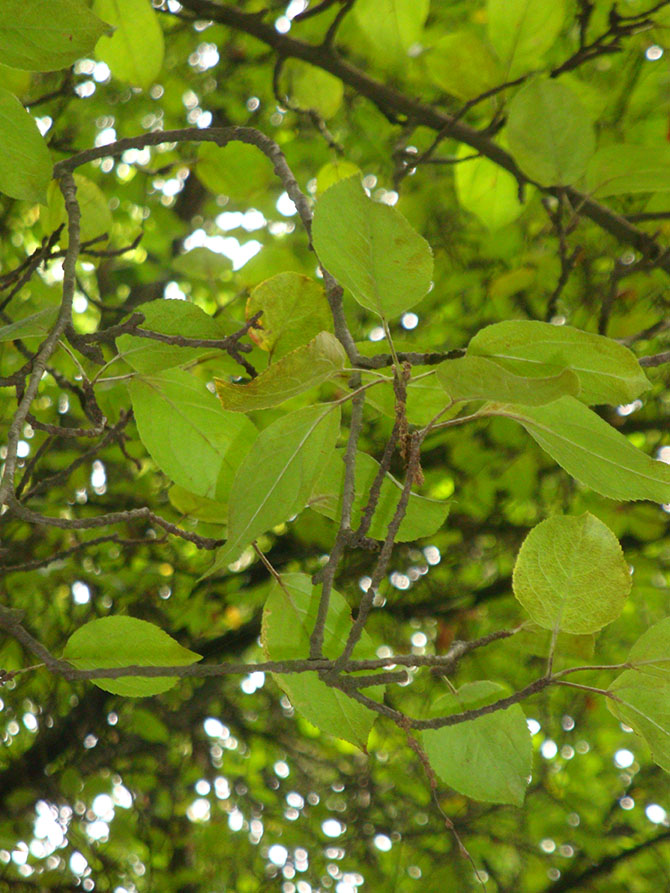 Malus sylvestris - © R. Trembleau 